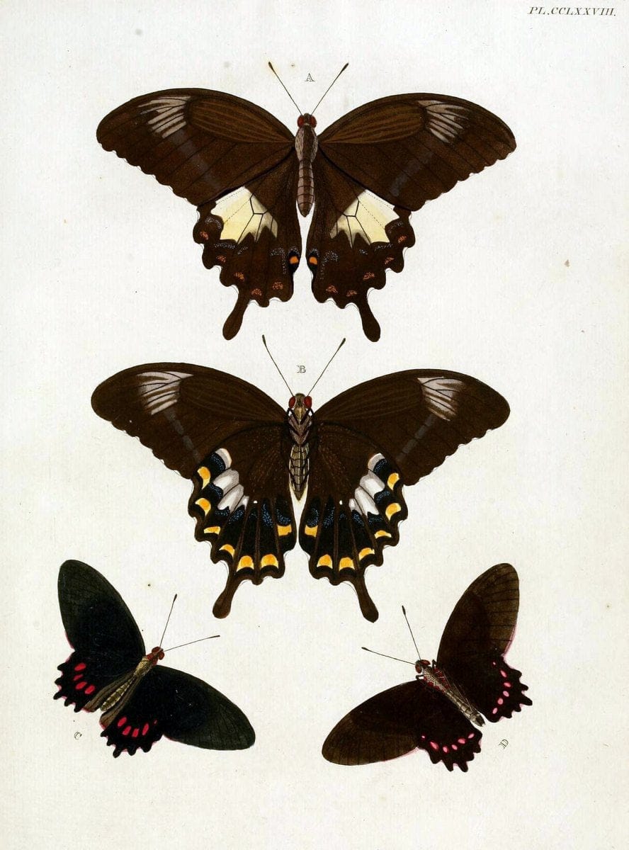 De uitlandsche kapellen, voorkomende in de drie waereld-deelen Asia, Africa en America / | "Catalogs and collections" Lepidoptera "Pictorial works" Suriname | Vintage Print Reproduction 467100