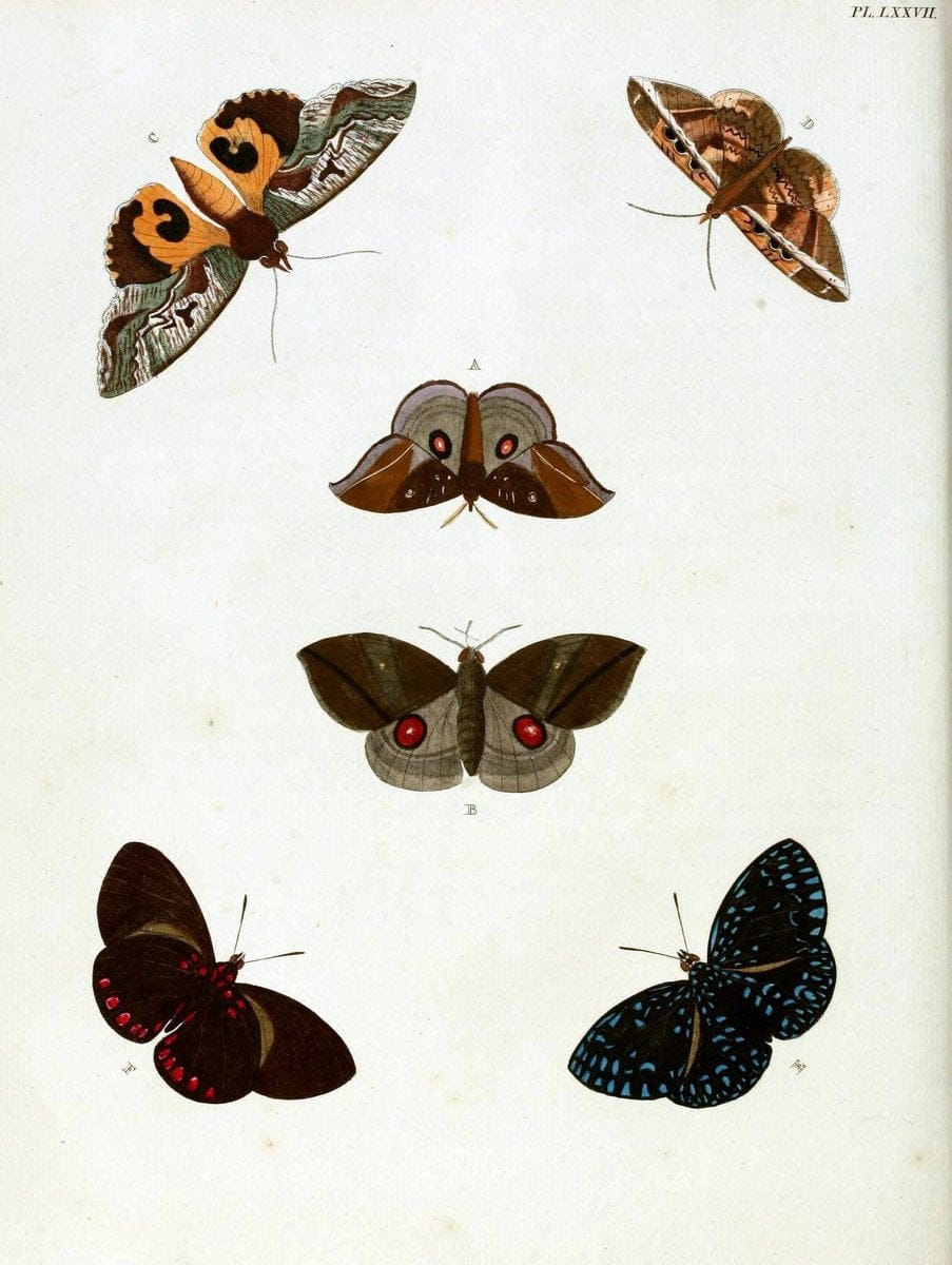 De uitlandsche kapellen, voorkomende in de drie waereld-deelen Asia, Africa en America / | "Catalogs and collections" Lepidoptera "Pictorial works" Suriname | Vintage Print Reproduction 467101