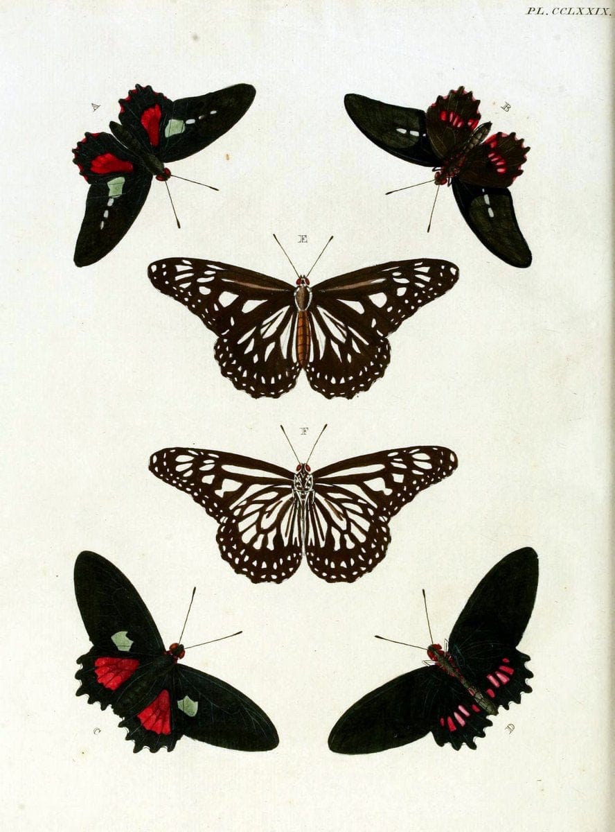 De uitlandsche kapellen, voorkomende in de drie waereld-deelen Asia, Africa en America / | "Catalogs and collections" Lepidoptera "Pictorial works" Suriname | Vintage Print Reproduction 467102