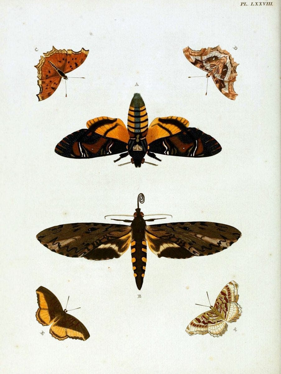 De uitlandsche kapellen, voorkomende in de drie waereld-deelen Asia, Africa en America / | "Catalogs and collections" Lepidoptera "Pictorial works" Suriname | Vintage Print Reproduction 467103