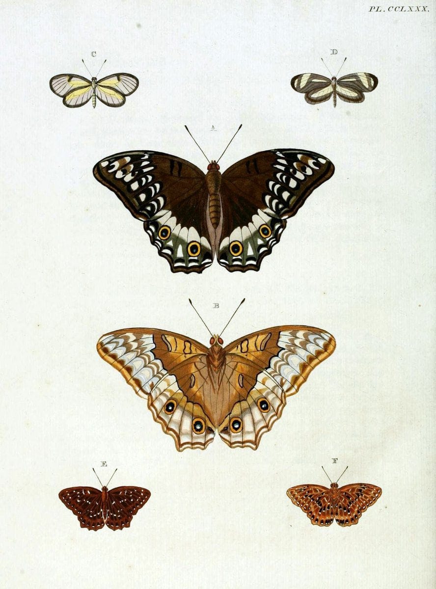 De uitlandsche kapellen, voorkomende in de drie waereld-deelen Asia, Africa en America / | "Catalogs and collections" Lepidoptera "Pictorial works" Suriname | Vintage Print Reproduction 467104