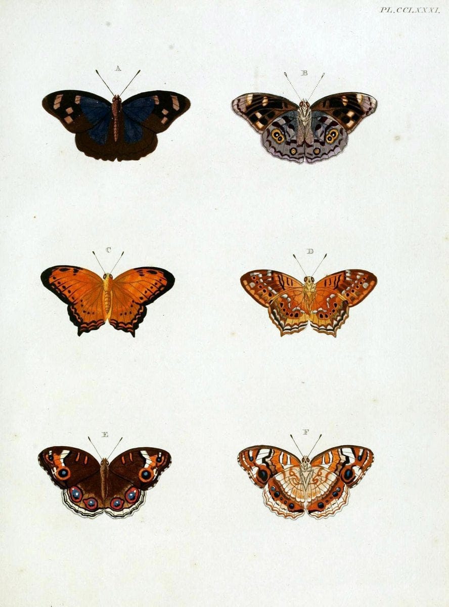 De uitlandsche kapellen, voorkomende in de drie waereld-deelen Asia, Africa en America / | "Catalogs and collections" Lepidoptera "Pictorial works" Suriname | Vintage Print Reproduction 467105