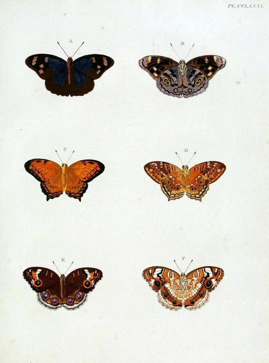 De uitlandsche kapellen, voorkomende in de drie waereld-deelen Asia, Africa en America / | "Catalogs and collections" Lepidoptera "Pictorial works" Suriname | Vintage Print Reproduction 467105