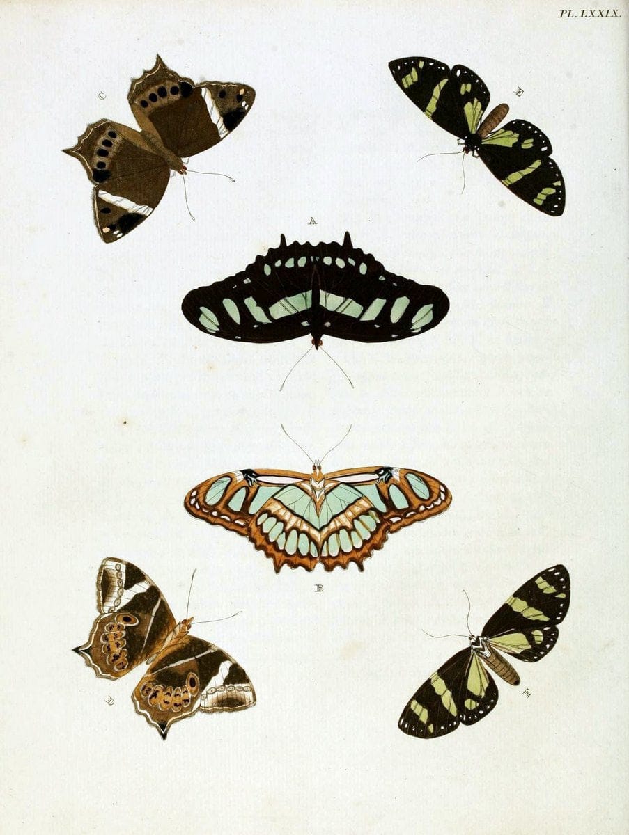 De uitlandsche kapellen, voorkomende in de drie waereld-deelen Asia, Africa en America / | "Catalogs and collections" Lepidoptera "Pictorial works" Suriname | Vintage Print Reproduction 467106