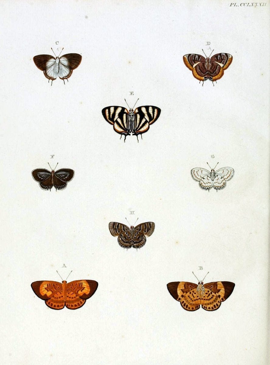 De uitlandsche kapellen, voorkomende in de drie waereld-deelen Asia, Africa en America / | "Catalogs and collections" Lepidoptera "Pictorial works" Suriname | Vintage Print Reproduction 467107