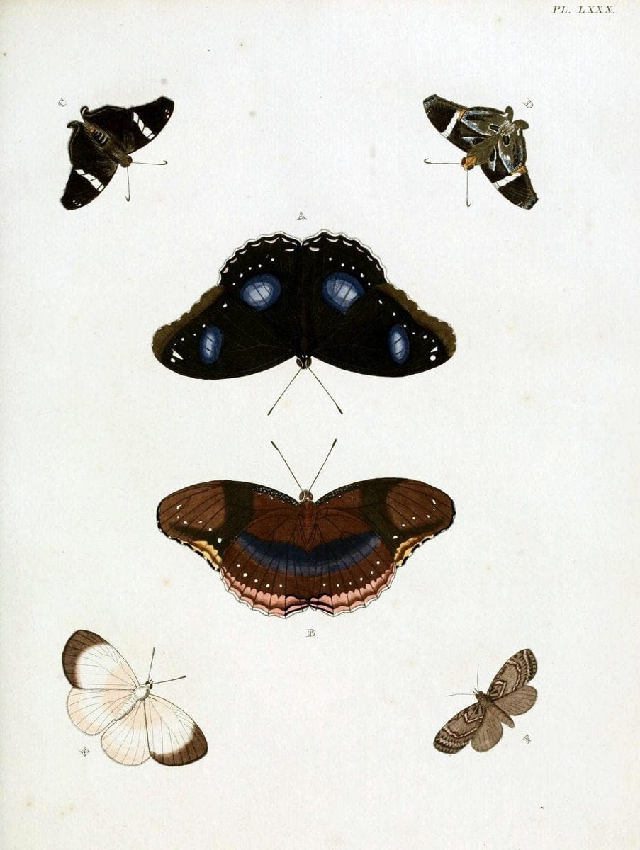 De uitlandsche kapellen, voorkomende in de drie waereld-deelen Asia, Africa en America / | "Catalogs and collections" Lepidoptera "Pictorial works" Suriname | Vintage Print Reproduction 467108