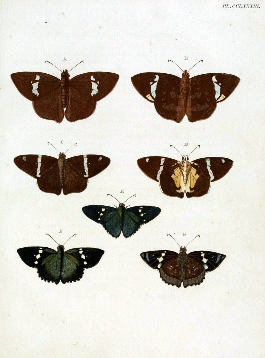 De uitlandsche kapellen, voorkomende in de drie waereld-deelen Asia, Africa en America / | "Catalogs and collections" Lepidoptera "Pictorial works" Suriname | Vintage Print Reproduction 467109