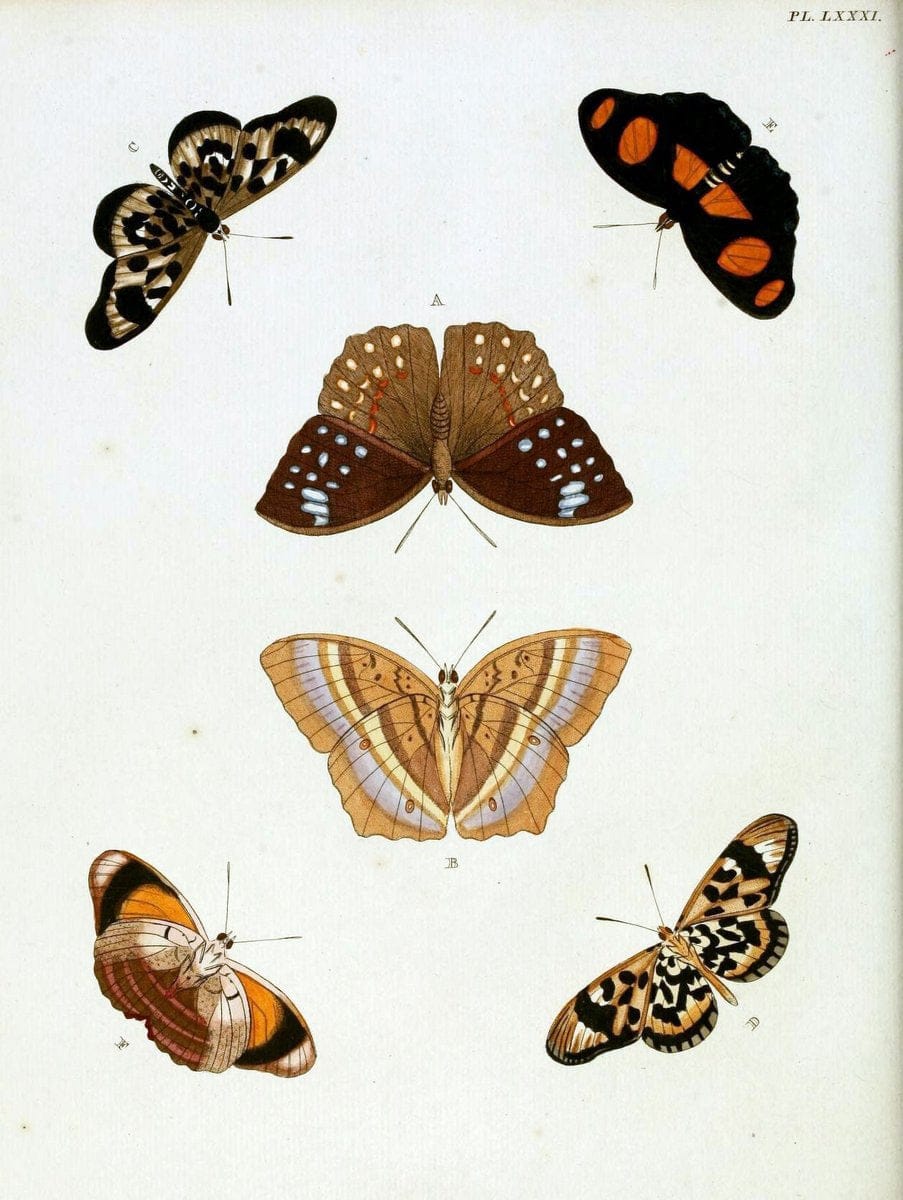 De uitlandsche kapellen, voorkomende in de drie waereld-deelen Asia, Africa en America / | "Catalogs and collections" Lepidoptera "Pictorial works" Suriname | Vintage Print Reproduction 467110