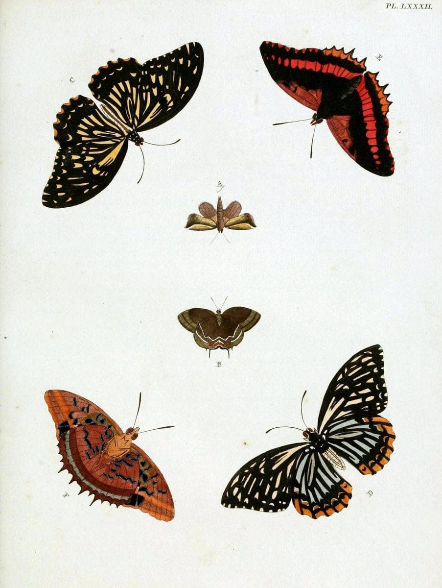 De uitlandsche kapellen, voorkomende in de drie waereld-deelen Asia, Africa en America / | "Catalogs and collections" Lepidoptera "Pictorial works" Suriname | Vintage Print Reproduction 467111