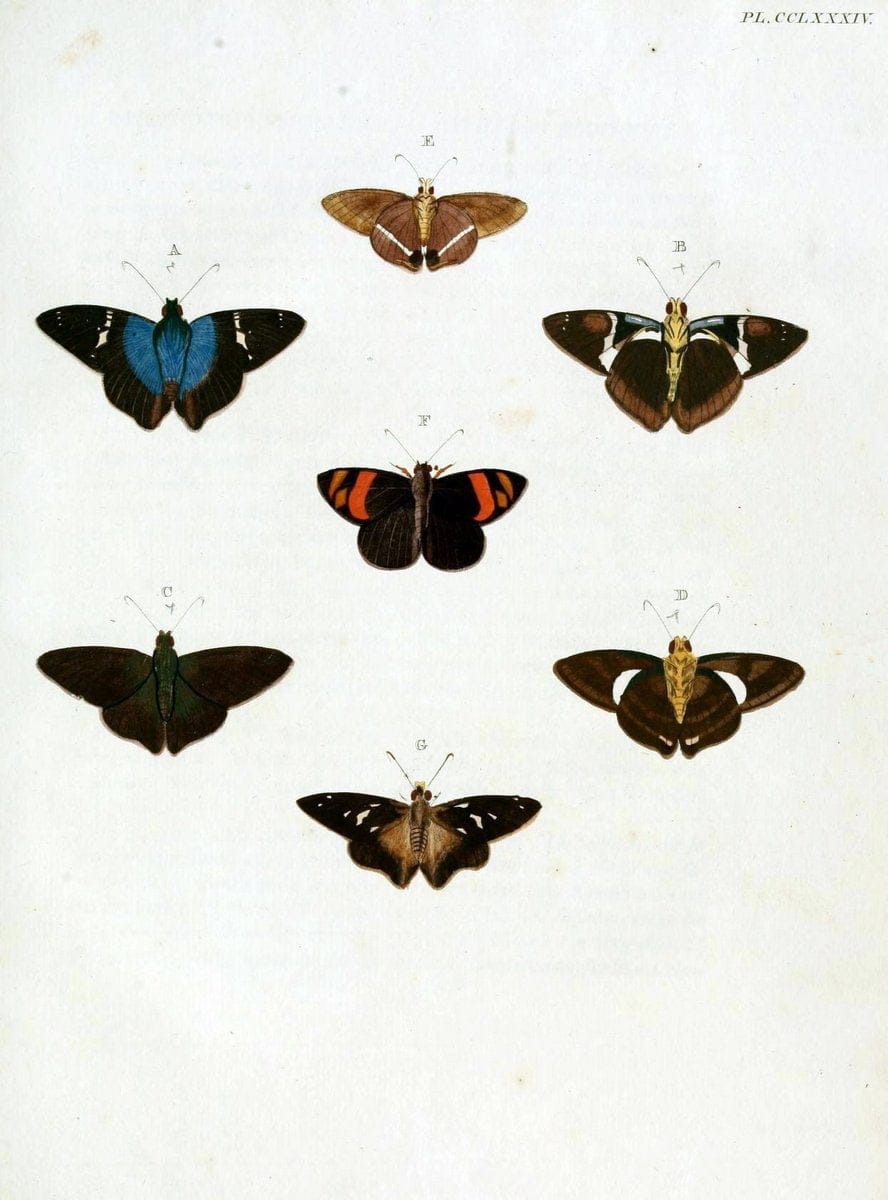 De uitlandsche kapellen, voorkomende in de drie waereld-deelen Asia, Africa en America / | "Catalogs and collections" Lepidoptera "Pictorial works" Suriname | Vintage Print Reproduction 467112