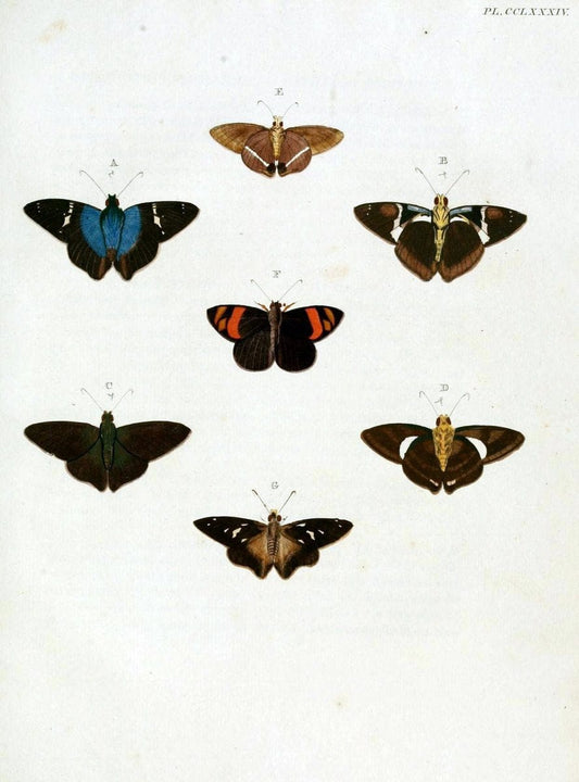 De uitlandsche kapellen, voorkomende in de drie waereld-deelen Asia, Africa en America / | "Catalogs and collections" Lepidoptera "Pictorial works" Suriname | Vintage Print Reproduction 467112