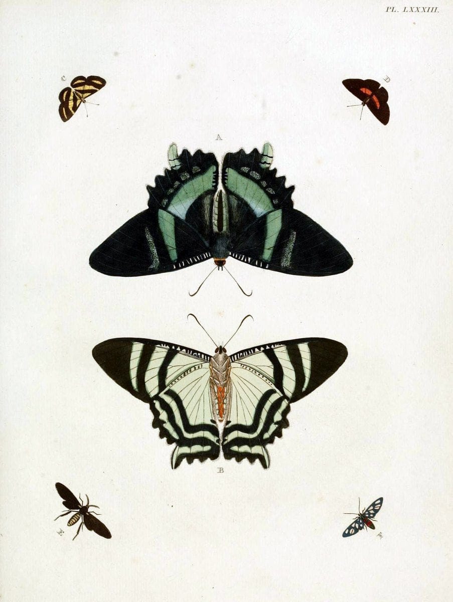 De uitlandsche kapellen, voorkomende in de drie waereld-deelen Asia, Africa en America / | "Catalogs and collections" Lepidoptera "Pictorial works" Suriname | Vintage Print Reproduction 467113
