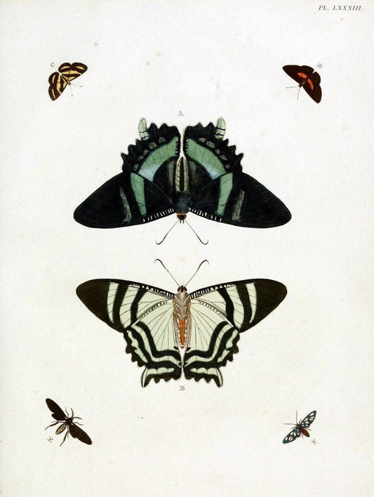 De uitlandsche kapellen, voorkomende in de drie waereld-deelen Asia, Africa en America / | "Catalogs and collections" Lepidoptera "Pictorial works" Suriname | Vintage Print Reproduction 467113