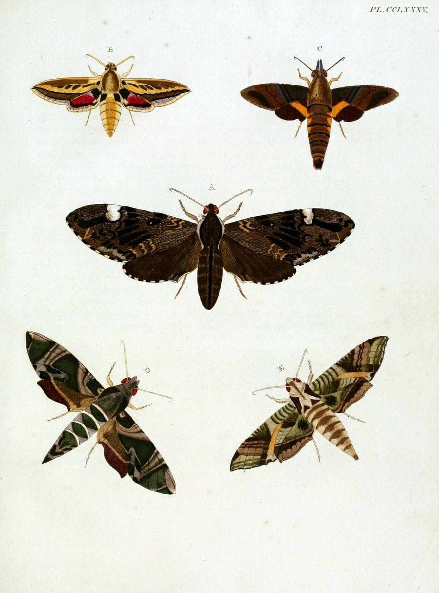 De uitlandsche kapellen, voorkomende in de drie waereld-deelen Asia, Africa en America / | "Catalogs and collections" Lepidoptera "Pictorial works" Suriname | Vintage Print Reproduction 467114