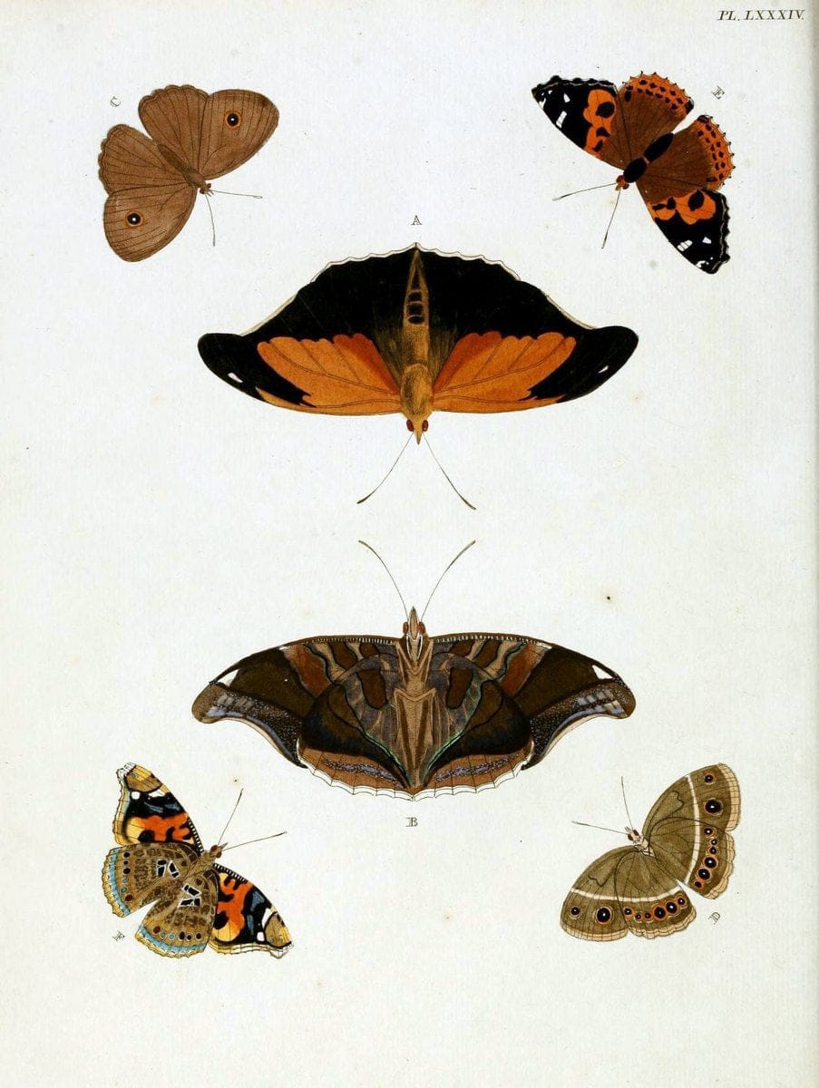 De uitlandsche kapellen, voorkomende in de drie waereld-deelen Asia, Africa en America / | "Catalogs and collections" Lepidoptera "Pictorial works" Suriname | Vintage Print Reproduction 467115