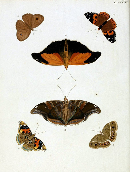 De uitlandsche kapellen, voorkomende in de drie waereld-deelen Asia, Africa en America / | "Catalogs and collections" Lepidoptera "Pictorial works" Suriname | Vintage Print Reproduction 467115