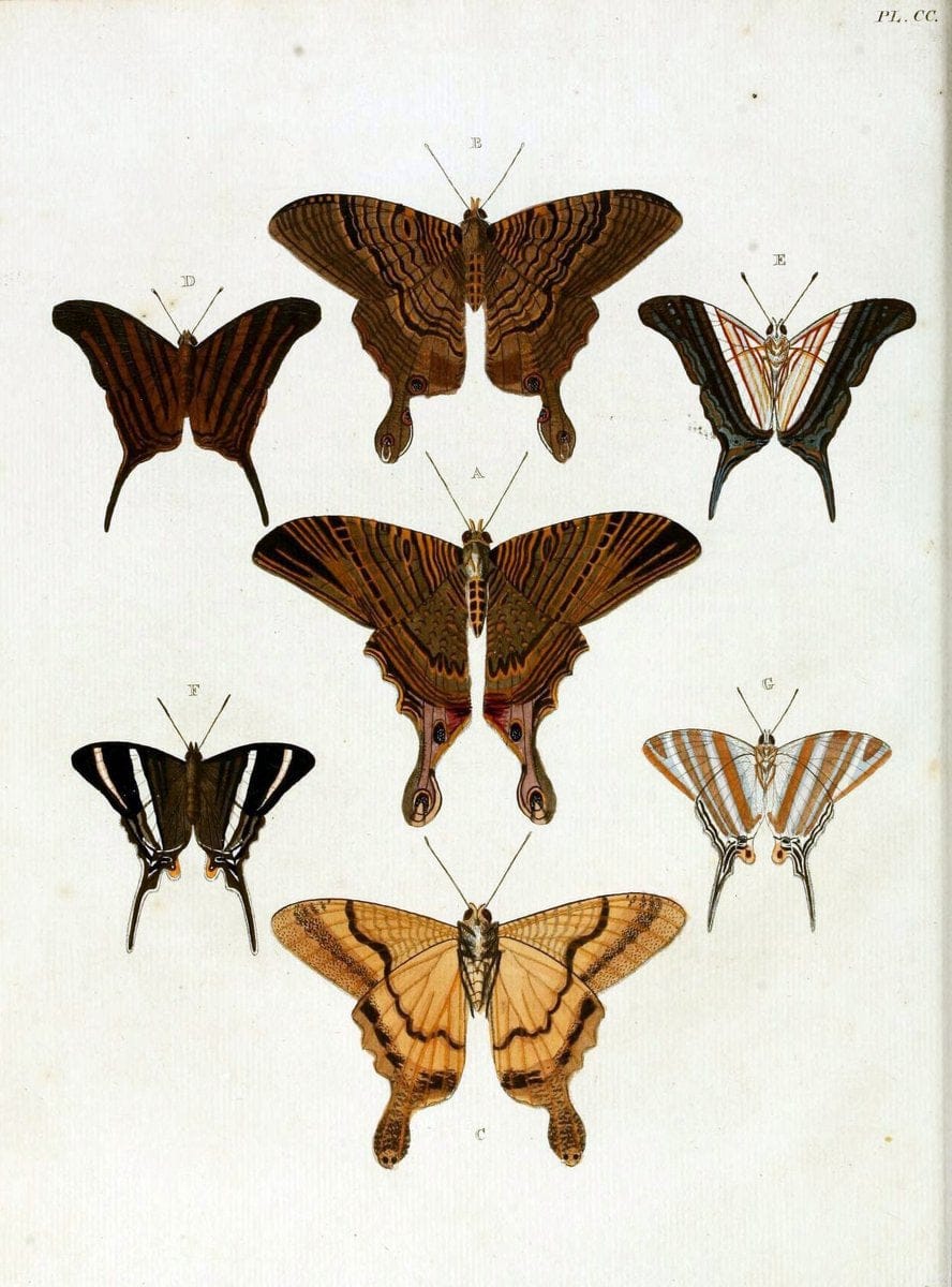 De uitlandsche kapellen, voorkomende in de drie waereld-deelen Asia, Africa en America / | "Catalogs and collections" Lepidoptera "Pictorial works" Suriname | Vintage Print Reproduction 467116