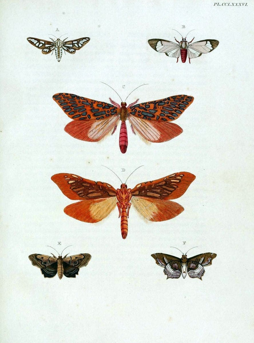 De uitlandsche kapellen, voorkomende in de drie waereld-deelen Asia, Africa en America / | "Catalogs and collections" Lepidoptera "Pictorial works" Suriname | Vintage Print Reproduction 467117