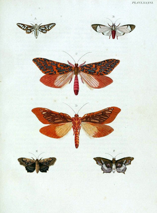 De uitlandsche kapellen, voorkomende in de drie waereld-deelen Asia, Africa en America / | "Catalogs and collections" Lepidoptera "Pictorial works" Suriname | Vintage Print Reproduction 467117