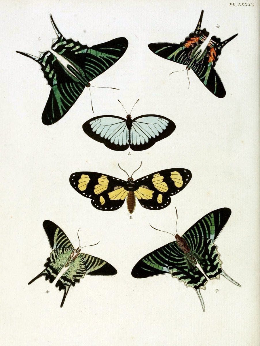 De uitlandsche kapellen, voorkomende in de drie waereld-deelen Asia, Africa en America / | "Catalogs and collections" Lepidoptera "Pictorial works" Suriname | Vintage Print Reproduction 467118