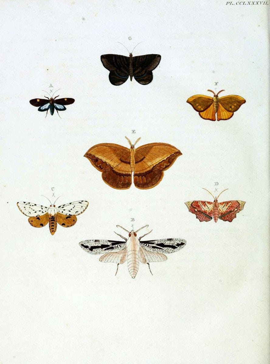 De uitlandsche kapellen, voorkomende in de drie waereld-deelen Asia, Africa en America / | "Catalogs and collections" Lepidoptera "Pictorial works" Suriname | Vintage Print Reproduction 467119