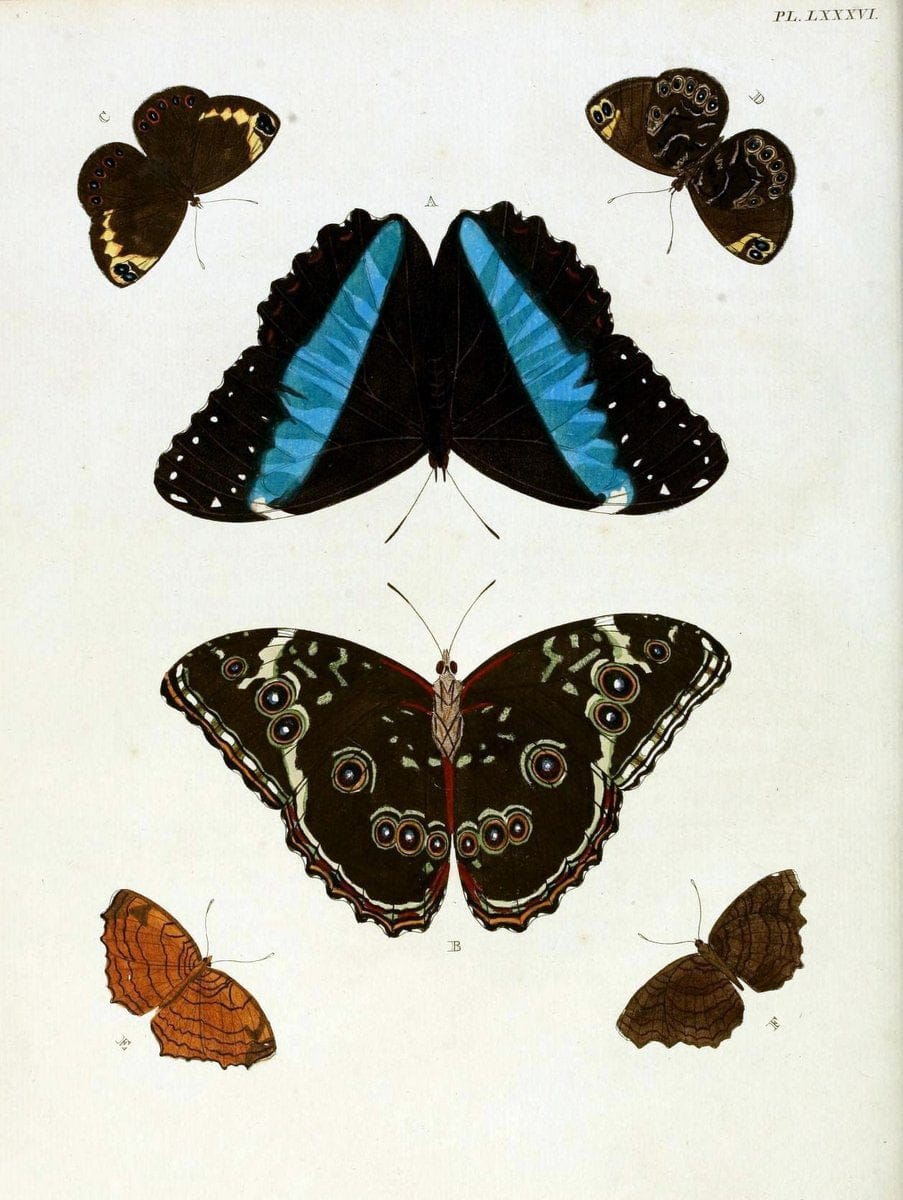 De uitlandsche kapellen, voorkomende in de drie waereld-deelen Asia, Africa en America / | "Catalogs and collections" Lepidoptera "Pictorial works" Suriname | Vintage Print Reproduction 467120