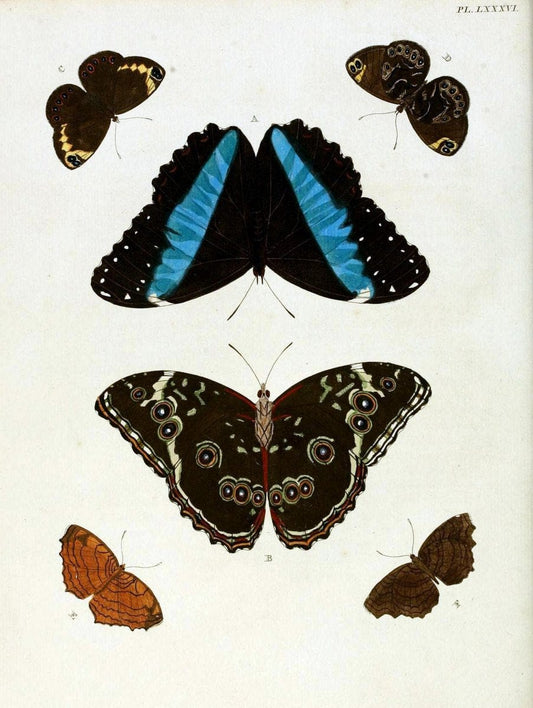 De uitlandsche kapellen, voorkomende in de drie waereld-deelen Asia, Africa en America / | "Catalogs and collections" Lepidoptera "Pictorial works" Suriname | Vintage Print Reproduction 467120