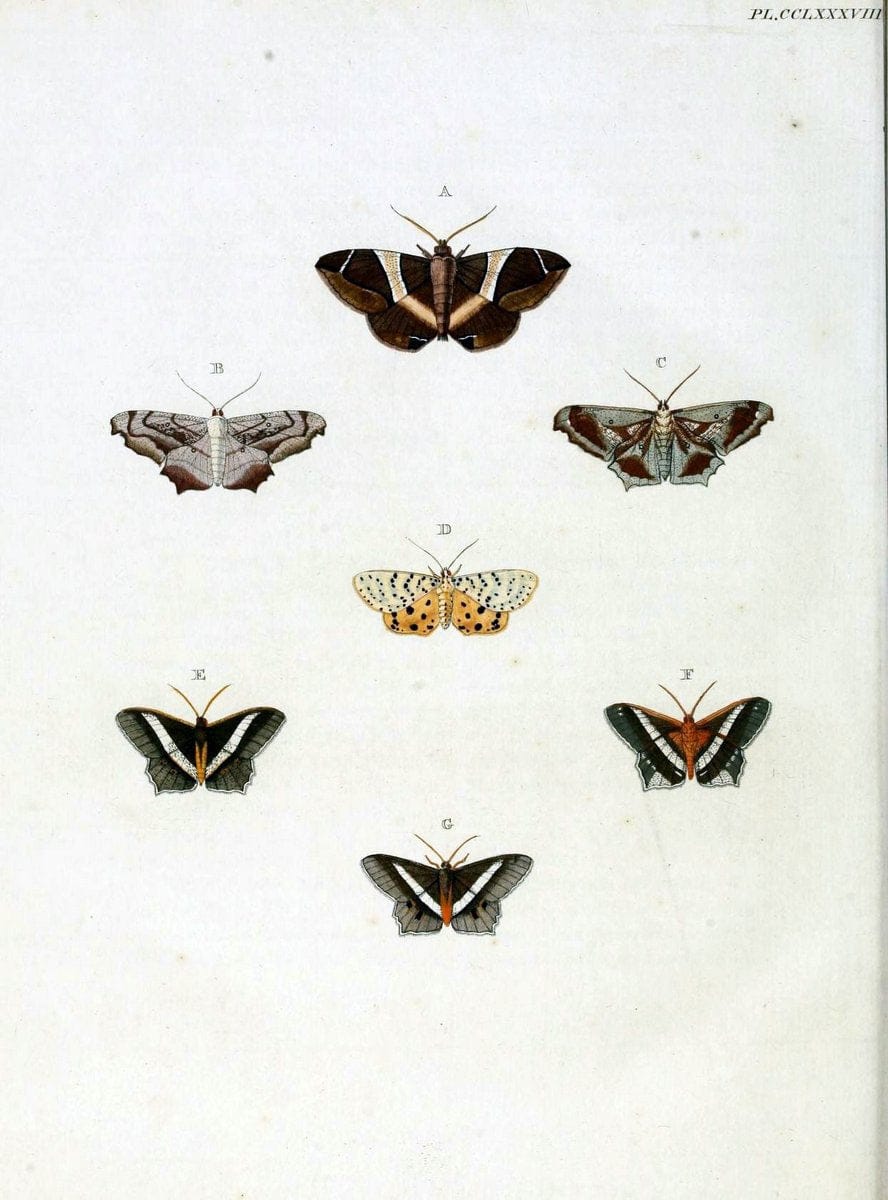 De uitlandsche kapellen, voorkomende in de drie waereld-deelen Asia, Africa en America / | "Catalogs and collections" Lepidoptera "Pictorial works" Suriname | Vintage Print Reproduction 467121