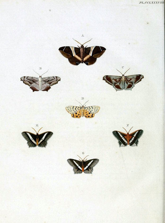 De uitlandsche kapellen, voorkomende in de drie waereld-deelen Asia, Africa en America / | "Catalogs and collections" Lepidoptera "Pictorial works" Suriname | Vintage Print Reproduction 467121