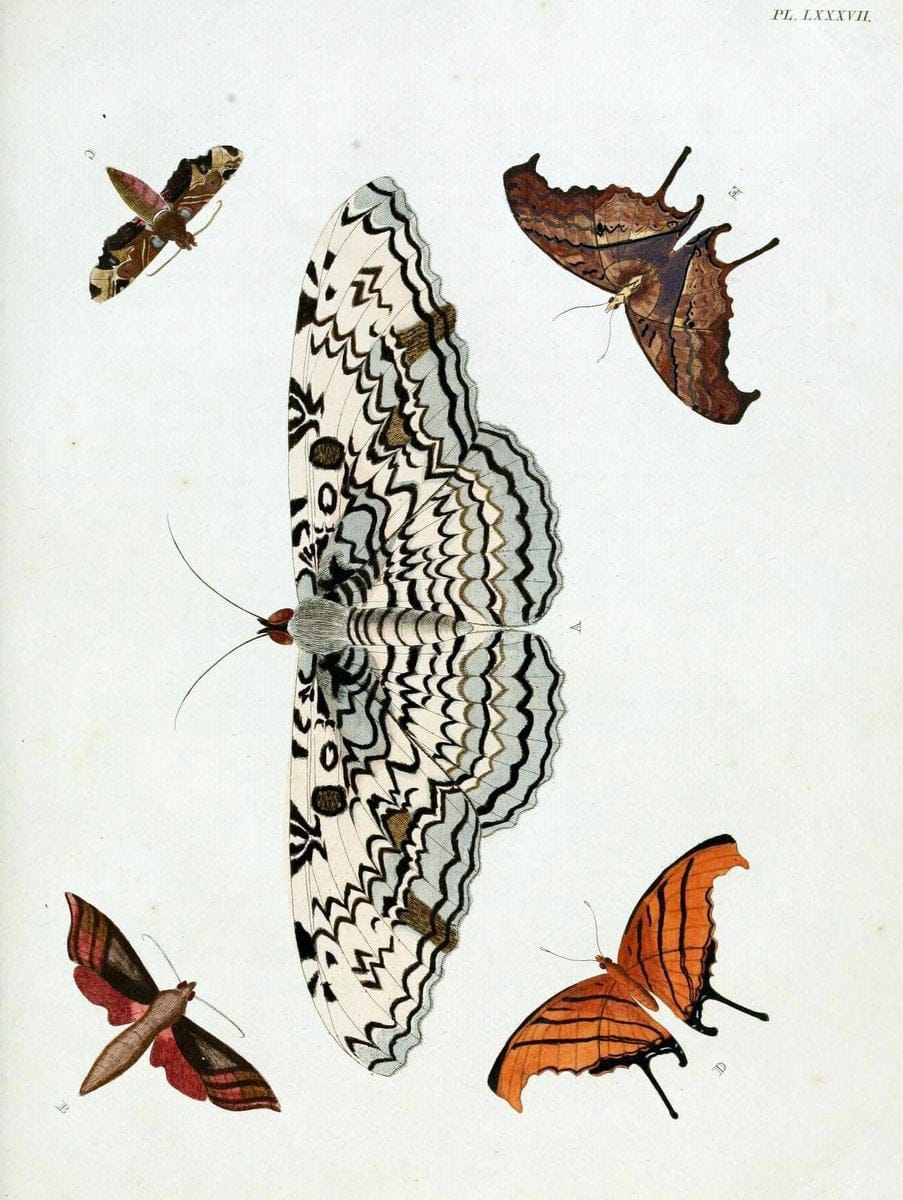 De uitlandsche kapellen, voorkomende in de drie waereld-deelen Asia, Africa en America / | "Catalogs and collections" Lepidoptera "Pictorial works" Suriname | Vintage Print Reproduction 467122
