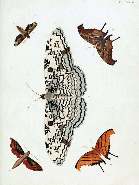 De uitlandsche kapellen, voorkomende in de drie waereld-deelen Asia, Africa en America / | "Catalogs and collections" Lepidoptera "Pictorial works" Suriname | Vintage Print Reproduction 467122