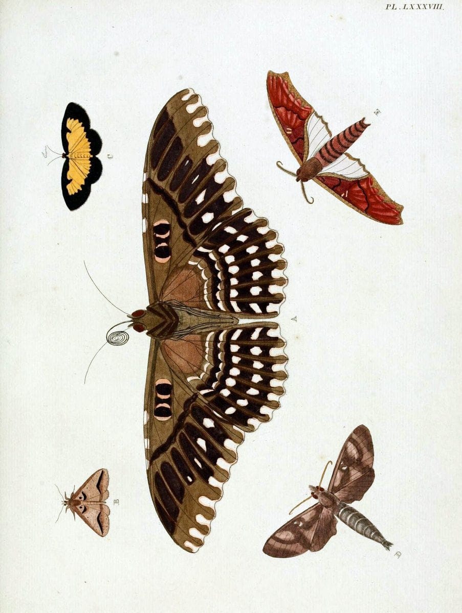 De uitlandsche kapellen, voorkomende in de drie waereld-deelen Asia, Africa en America / | "Catalogs and collections" Lepidoptera "Pictorial works" Suriname | Vintage Print Reproduction 467123