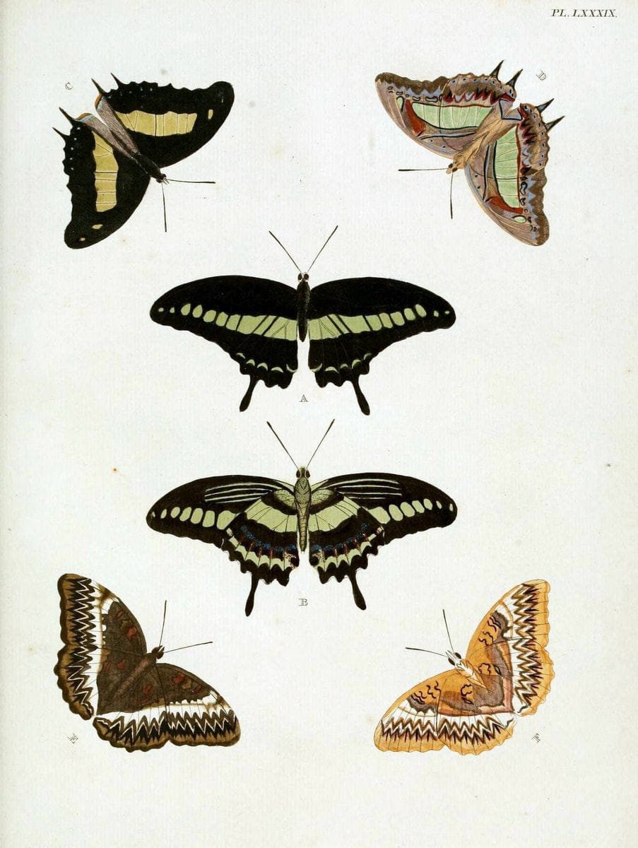 De uitlandsche kapellen, voorkomende in de drie waereld-deelen Asia, Africa en America / | "Catalogs and collections" Lepidoptera "Pictorial works" Suriname | Vintage Print Reproduction 467124