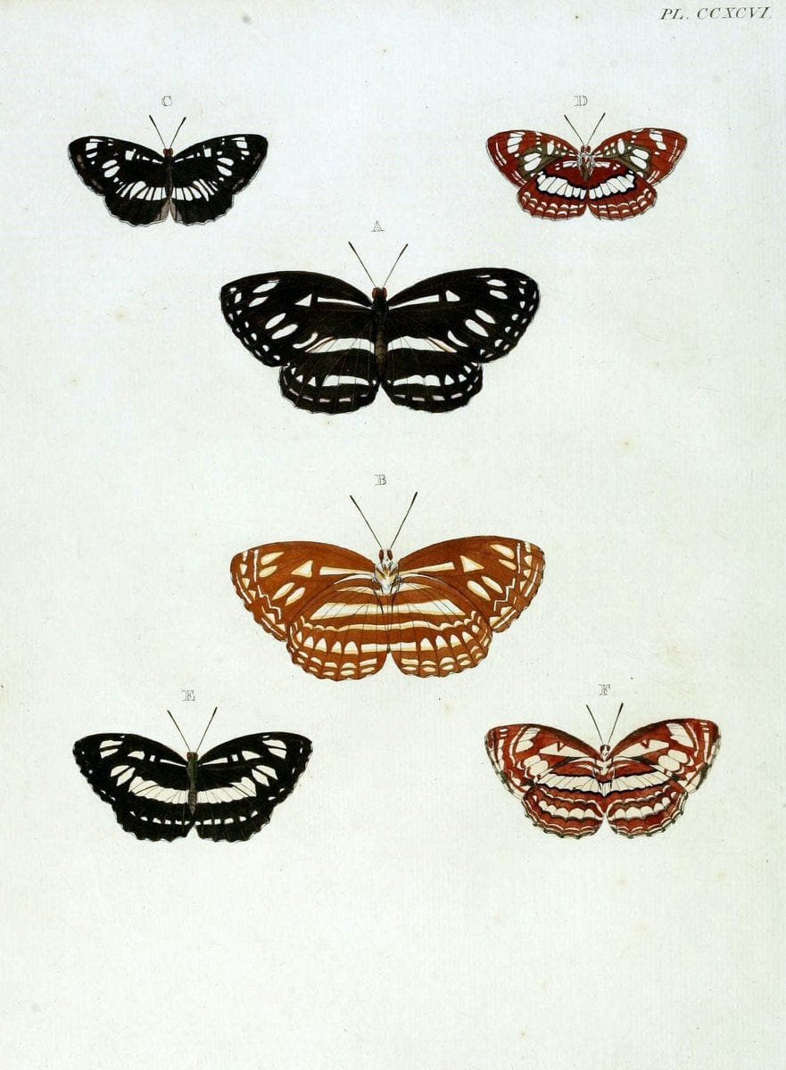 De uitlandsche kapellen, voorkomende in de drie waereld-deelen Asia, Africa en America / | "Catalogs and collections" Lepidoptera "Pictorial works" Suriname | Vintage Print Reproduction 467125