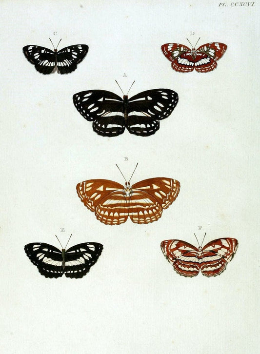 De uitlandsche kapellen, voorkomende in de drie waereld-deelen Asia, Africa en America / | "Catalogs and collections" Lepidoptera "Pictorial works" Suriname | Vintage Print Reproduction 467125