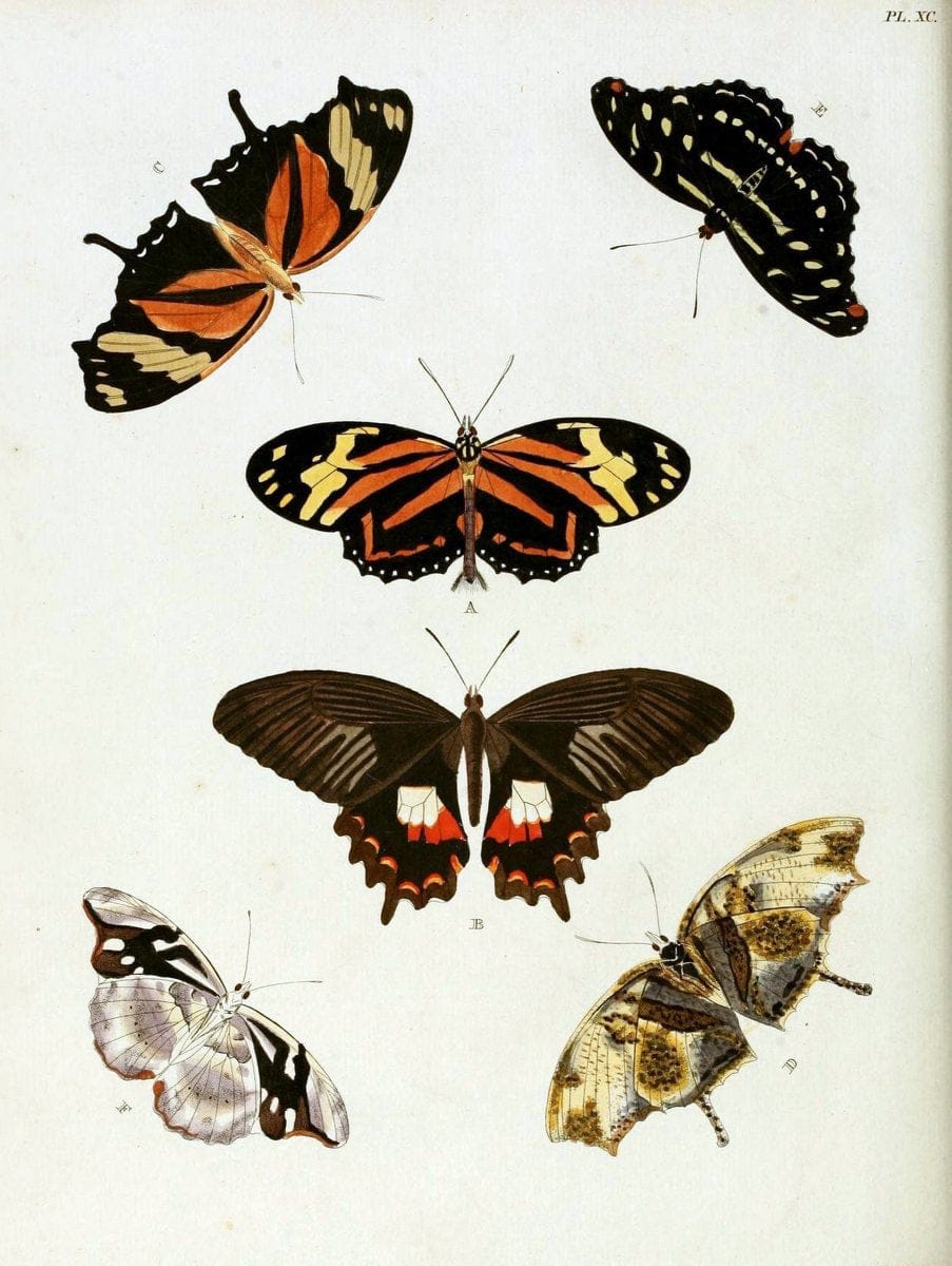 De uitlandsche kapellen, voorkomende in de drie waereld-deelen Asia, Africa en America / | "Catalogs and collections" Lepidoptera "Pictorial works" Suriname | Vintage Print Reproduction 467126