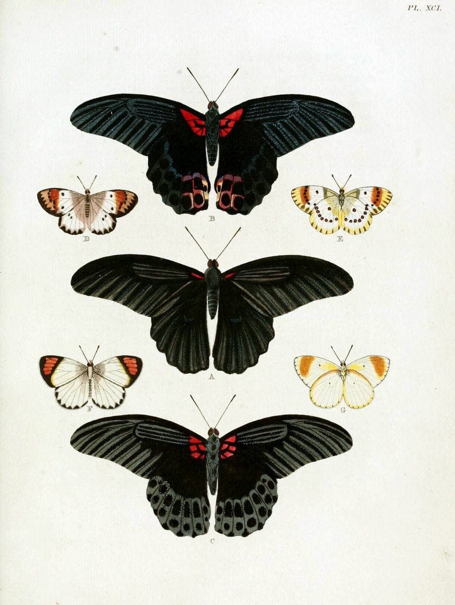 De uitlandsche kapellen, voorkomende in de drie waereld-deelen Asia, Africa en America / | "Catalogs and collections" Lepidoptera "Pictorial works" Suriname | Vintage Print Reproduction 467127