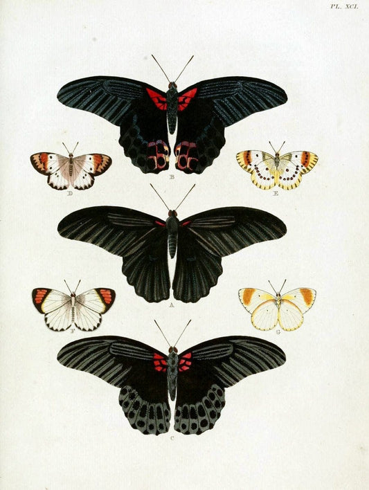 De uitlandsche kapellen, voorkomende in de drie waereld-deelen Asia, Africa en America / | "Catalogs and collections" Lepidoptera "Pictorial works" Suriname | Vintage Print Reproduction 467127