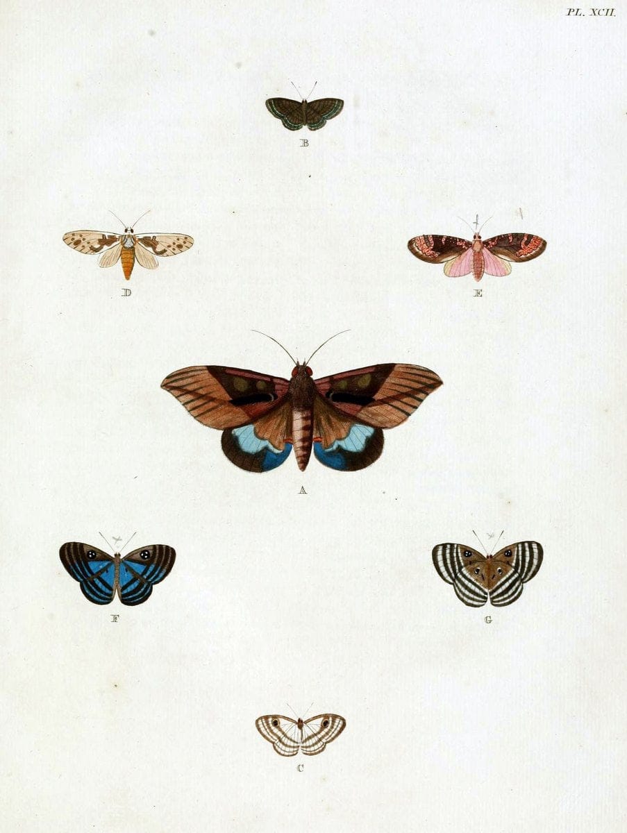De uitlandsche kapellen, voorkomende in de drie waereld-deelen Asia, Africa en America / | "Catalogs and collections" Lepidoptera "Pictorial works" Suriname | Vintage Print Reproduction 467128