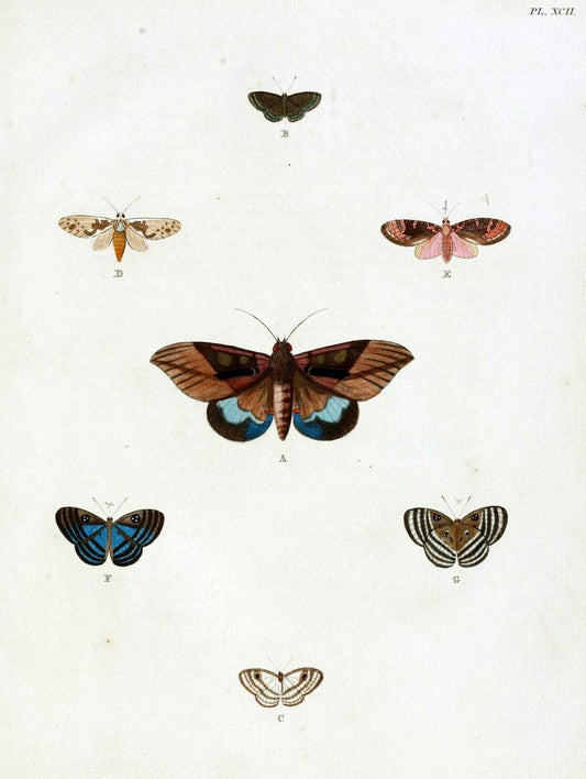 De uitlandsche kapellen, voorkomende in de drie waereld-deelen Asia, Africa en America / | "Catalogs and collections" Lepidoptera "Pictorial works" Suriname | Vintage Print Reproduction 467128