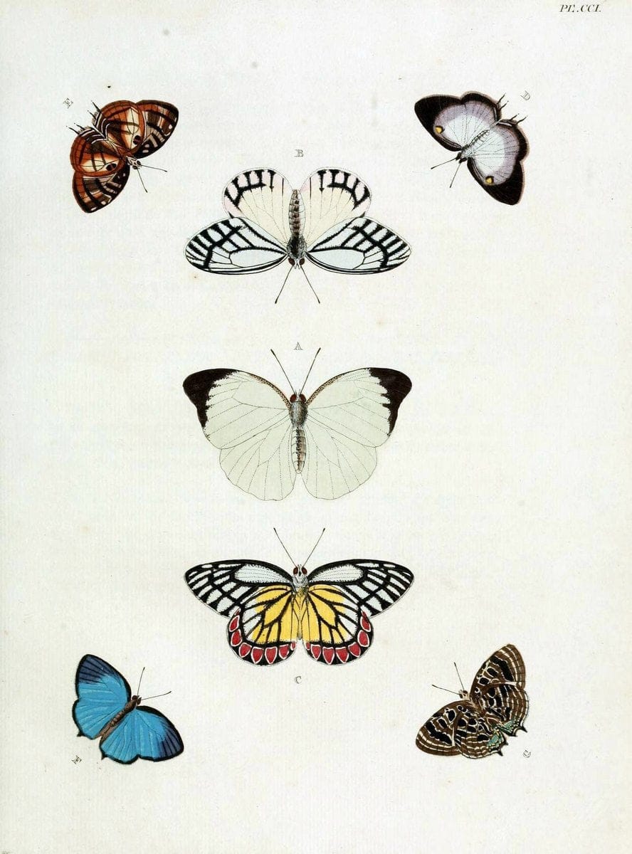 De uitlandsche kapellen, voorkomende in de drie waereld-deelen Asia, Africa en America / | "Catalogs and collections" Lepidoptera "Pictorial works" Suriname | Vintage Print Reproduction 467129