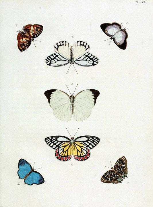 De uitlandsche kapellen, voorkomende in de drie waereld-deelen Asia, Africa en America / | "Catalogs and collections" Lepidoptera "Pictorial works" Suriname | Vintage Print Reproduction 467129