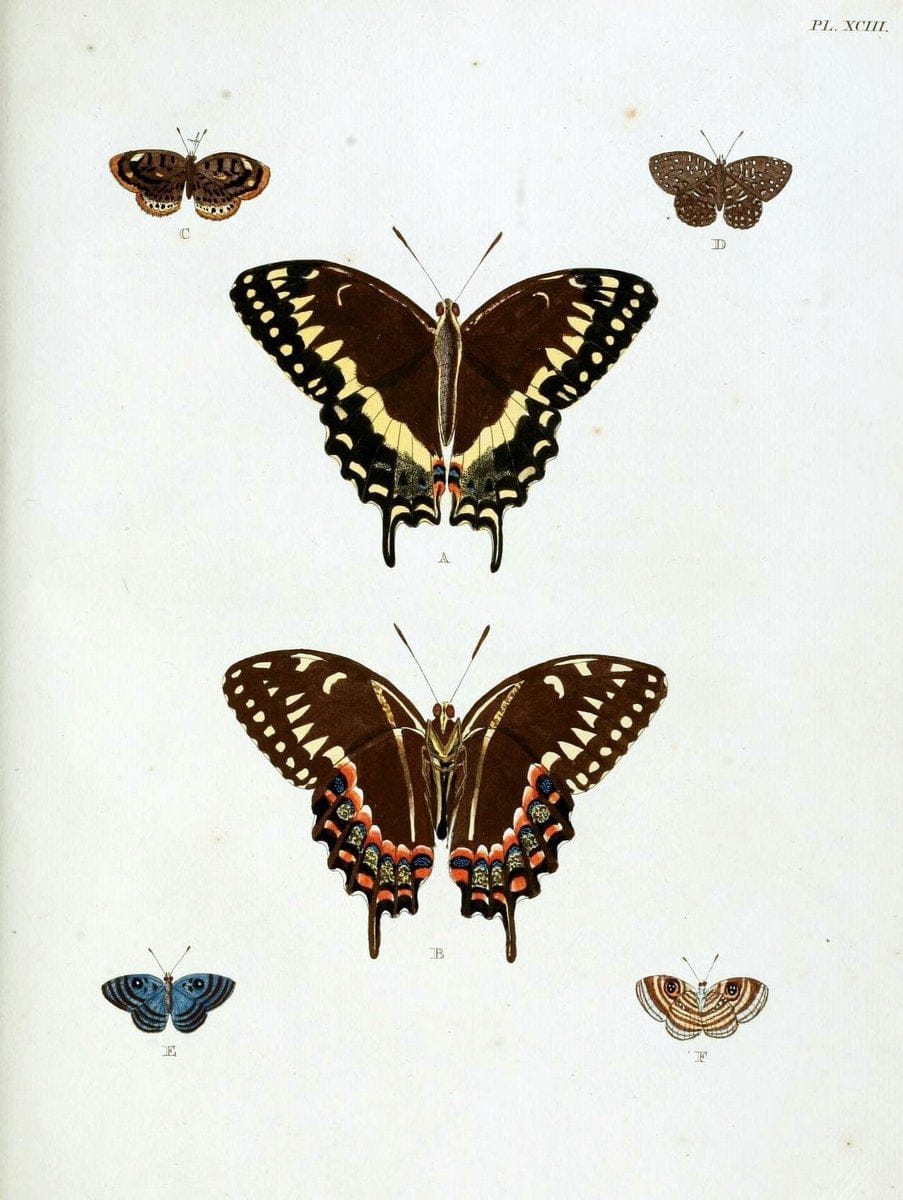 De uitlandsche kapellen, voorkomende in de drie waereld-deelen Asia, Africa en America / | "Catalogs and collections" Lepidoptera "Pictorial works" Suriname | Vintage Print Reproduction 467130