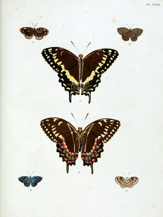 De uitlandsche kapellen, voorkomende in de drie waereld-deelen Asia, Africa en America / | "Catalogs and collections" Lepidoptera "Pictorial works" Suriname | Vintage Print Reproduction 467130
