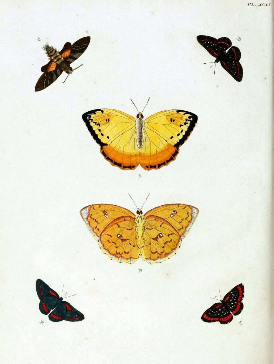De uitlandsche kapellen, voorkomende in de drie waereld-deelen Asia, Africa en America / | "Catalogs and collections" Lepidoptera "Pictorial works" Suriname | Vintage Print Reproduction 467131