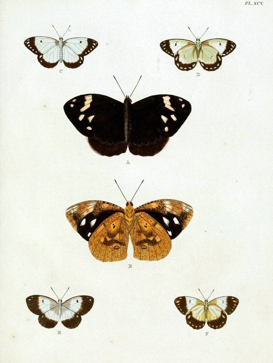 De uitlandsche kapellen, voorkomende in de drie waereld-deelen Asia, Africa en America / | "Catalogs and collections" Lepidoptera "Pictorial works" Suriname | Vintage Print Reproduction 467132