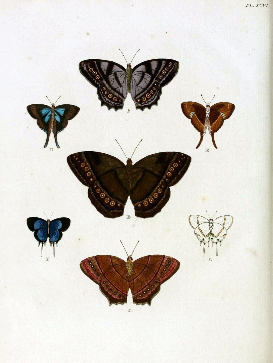De uitlandsche kapellen, voorkomende in de drie waereld-deelen Asia, Africa en America / | "Catalogs and collections" Lepidoptera "Pictorial works" Suriname | Vintage Print Reproduction 467133