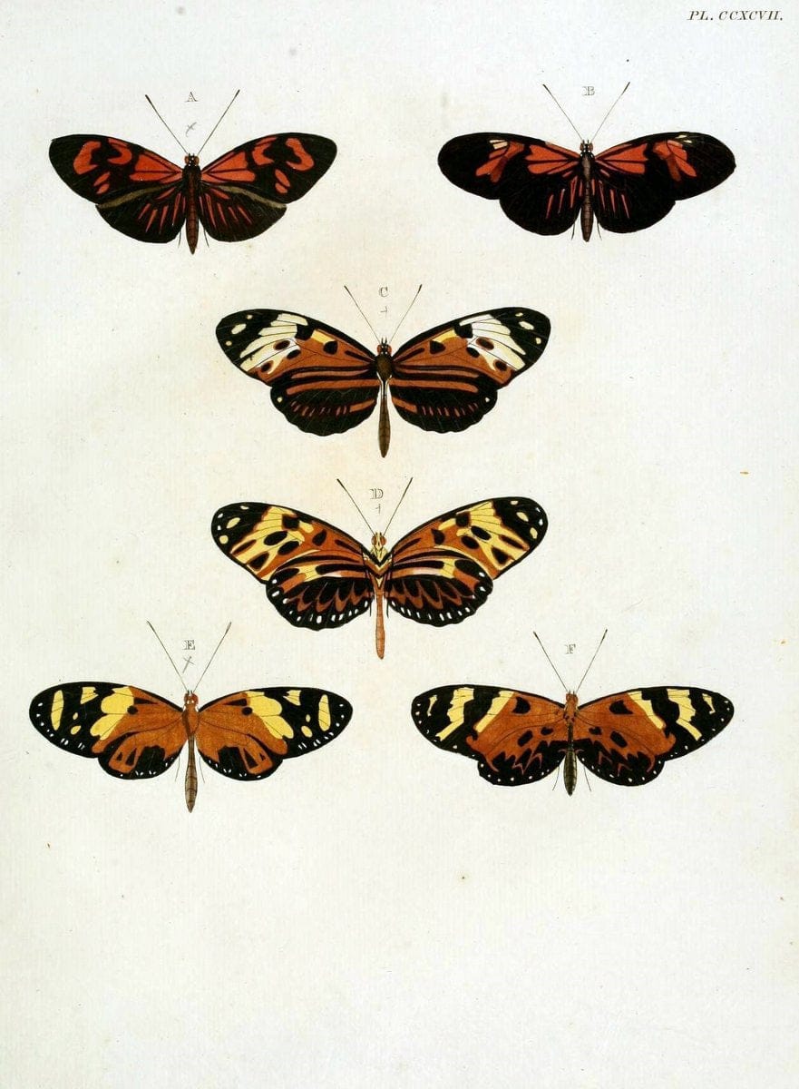 De uitlandsche kapellen, voorkomende in de drie waereld-deelen Asia, Africa en America / | "Catalogs and collections" Lepidoptera "Pictorial works" Suriname | Vintage Print Reproduction 467134