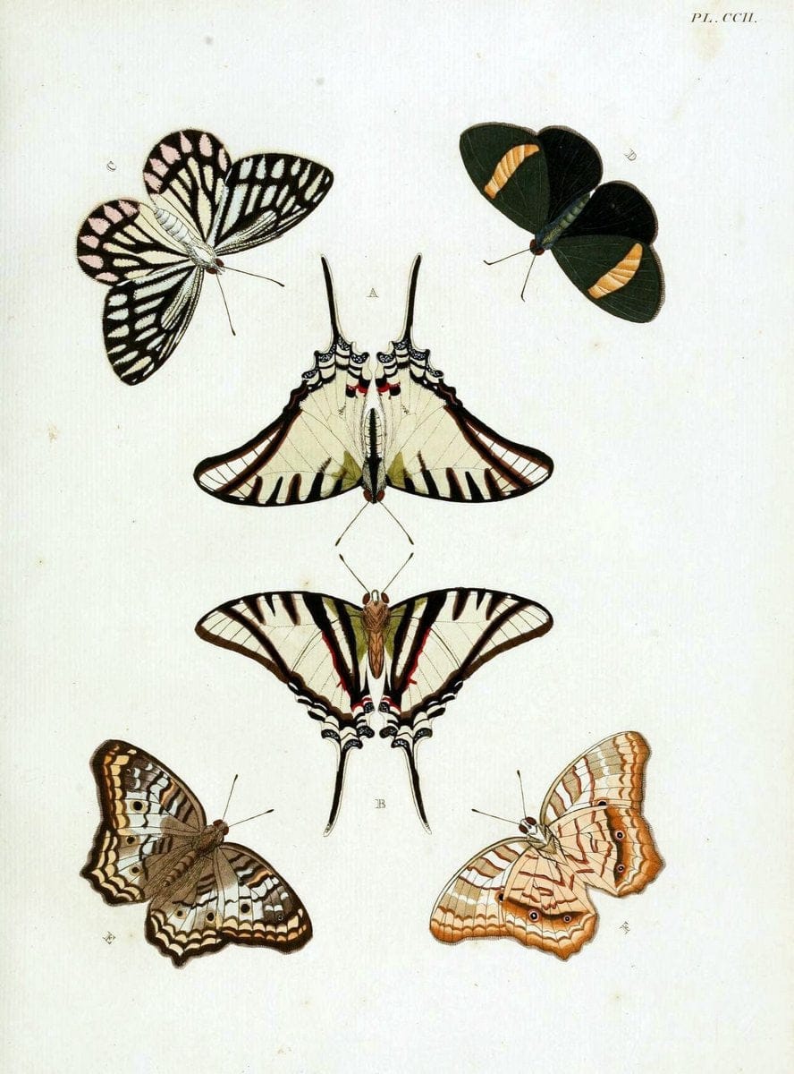 De uitlandsche kapellen, voorkomende in de drie waereld-deelen Asia, Africa en America / | "Catalogs and collections" Lepidoptera "Pictorial works" Suriname | Vintage Print Reproduction 467135