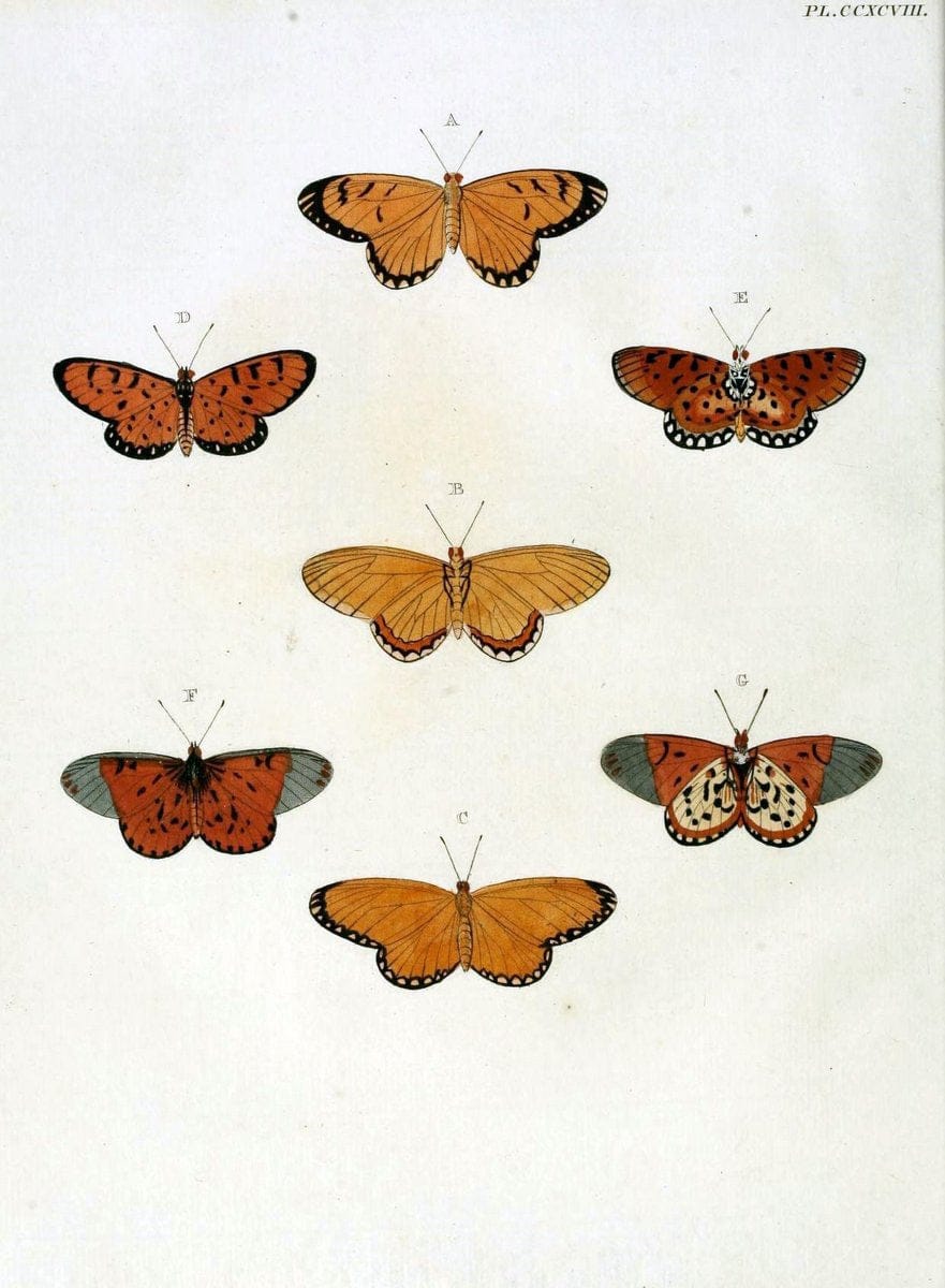 De uitlandsche kapellen, voorkomende in de drie waereld-deelen Asia, Africa en America / | "Catalogs and collections" Lepidoptera "Pictorial works" Suriname | Vintage Print Reproduction 467136